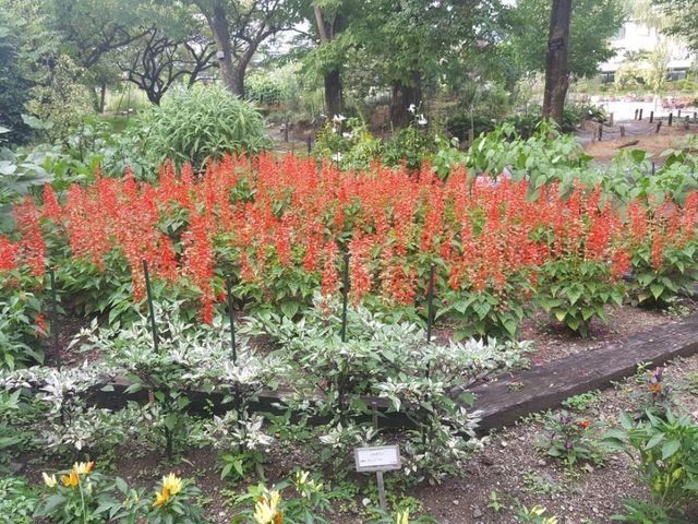 [🇯🇵京都] 花に癒されるひととき、京都府立植物園を訪れてみませんか？