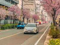 【愛知】早咲き！この時期だけのピンクの絶景🌸
