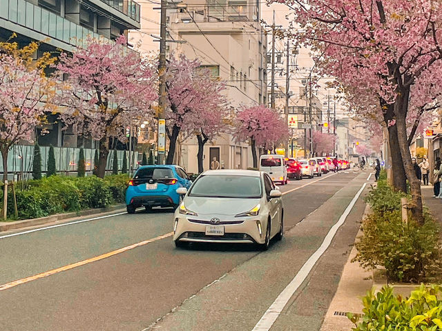 【愛知】早咲き！この時期だけのピンクの絶景🌸
