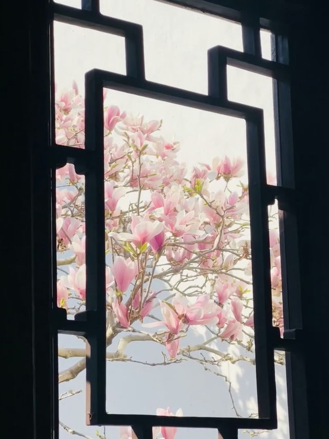A Floral Pilgrimage to Suzhou's Couple's Retreat Garden in March