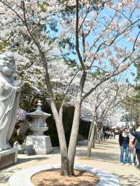 釜山櫻花季滿滿幸褔的海邊廟宇~海東龍宮寺