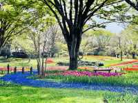 【昭和記念公園】定番の公園の桜はやはり素晴らしく感動❗️