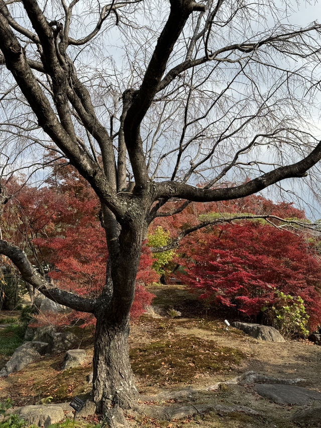福岡｜筥崎宮花庭園｜拍照打卡好去處