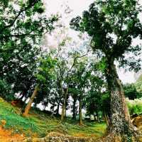 Little Guilin: Singapore’s Hidden Gem in Bukit Batok