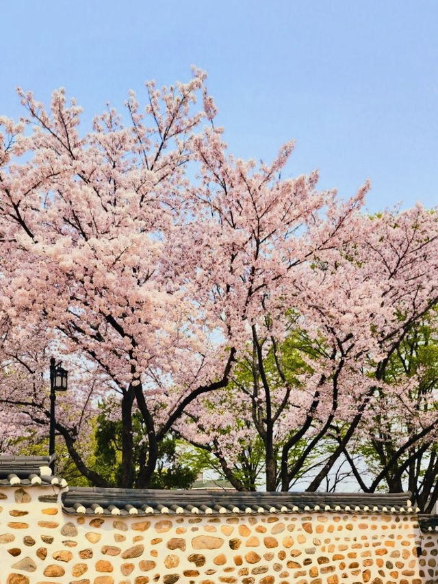 Hwadojin Park: A Riverside Retreat Blooming in Spring 🌸🌊🚶‍♀️