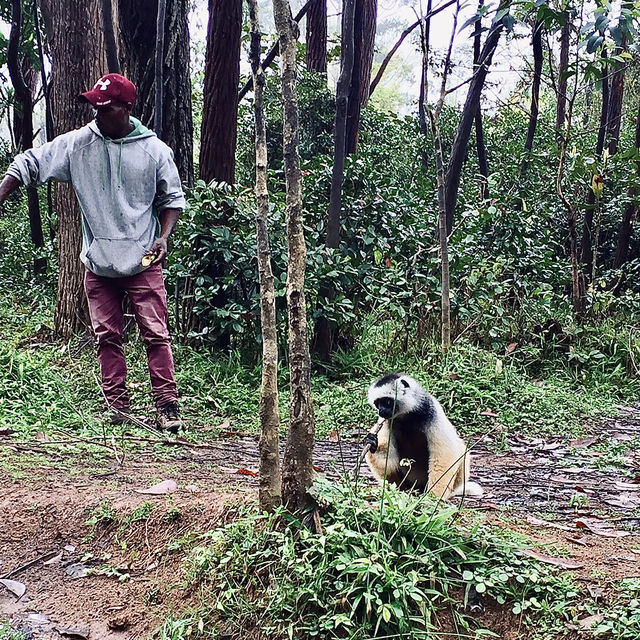 Lemur Island｜看狐猴的最佳地點之一