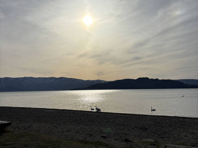 【こんな間近に】白鳥に癒される旅【屈斜路湖・砂湯】