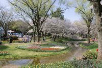 A Spring Day Surrounded by Cherry Blossoms at Showakinen Park 