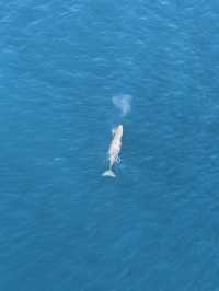 Soar Above the Ocean: Kaikōura’s Whale Watching by Plane