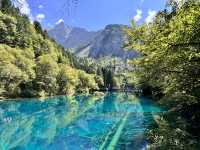 A Dream in Color: Reflections After Visiting Jiuzhaigou 