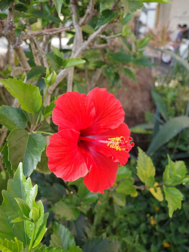 【沖縄ホテル】カフーリゾートフチャクコンドホテル🌺