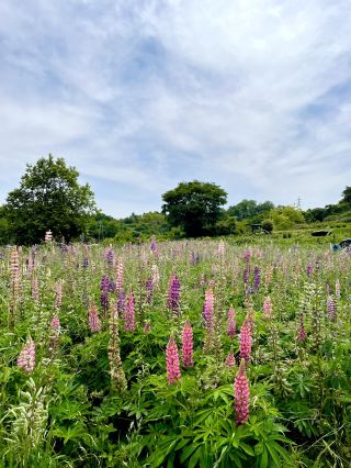 【群馬】花卉樂園  小山丘上數十萬株鳶尾花盛開綻放。