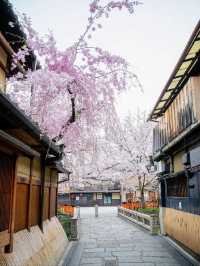 Gion Shirakawa in April — A Hidden Kyoto Spring Poem