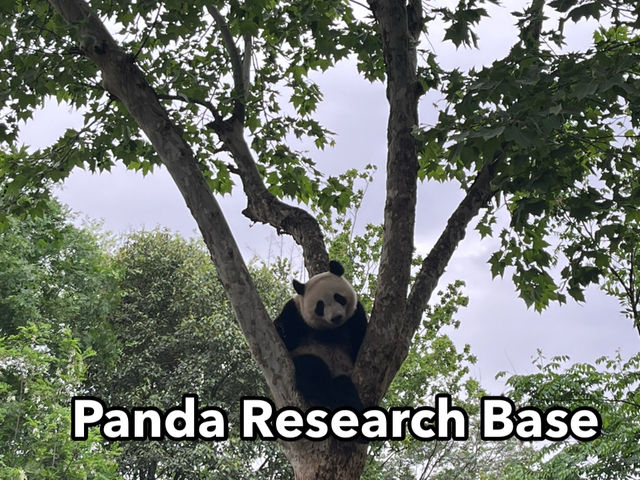 What I did in Chengdu 