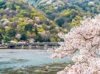 Arashiyama in Bloom: Kyoto’s Most Scenic Sakura Escape
