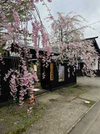Kakunodate Sakura | Akita's "Little Kyoto" Samurai Blossoms