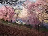 Matsumoto Kobo-yama Sakura | A Secluded Pink Paradise in the Japanese Alps