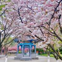 二七公園·朱簷與粉櫻共舞