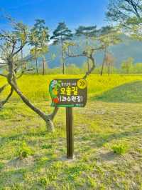 지금 한국은 유채꽃 시즌💛