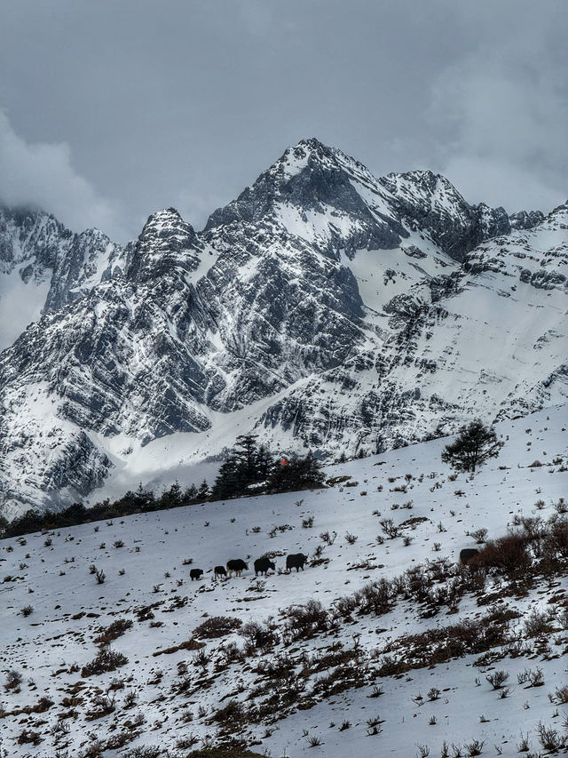 Breathing the Sky: A Calm Escape to Yak Meadow (牦牛坪) on Jade Dragon Snow Mountain