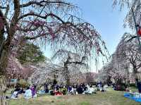 🇯🇵 仙台 榴岡公園夜櫻好熱鬧🌸