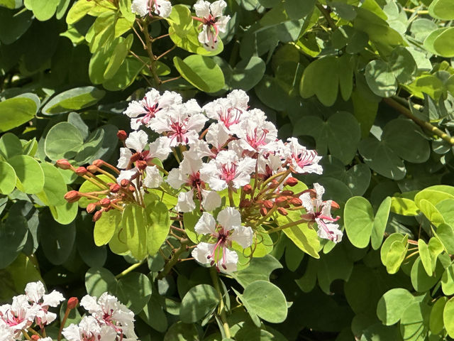 香港好去處 | 復活節賞花(下) | 櫻花 | 魚木 | 首冠藤