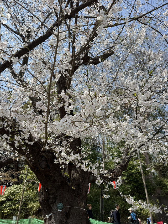 紅眼3天2夜快閃東京🌸櫻花大爆發🌸