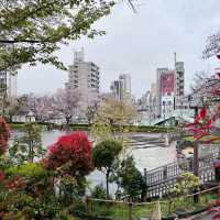 Blossoms and History at Asukayama Park