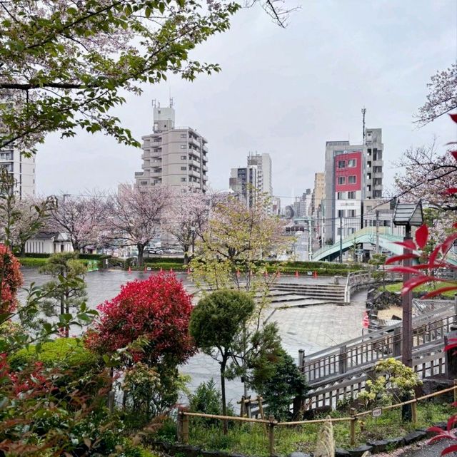 Blossoms and History at Asukayama Park