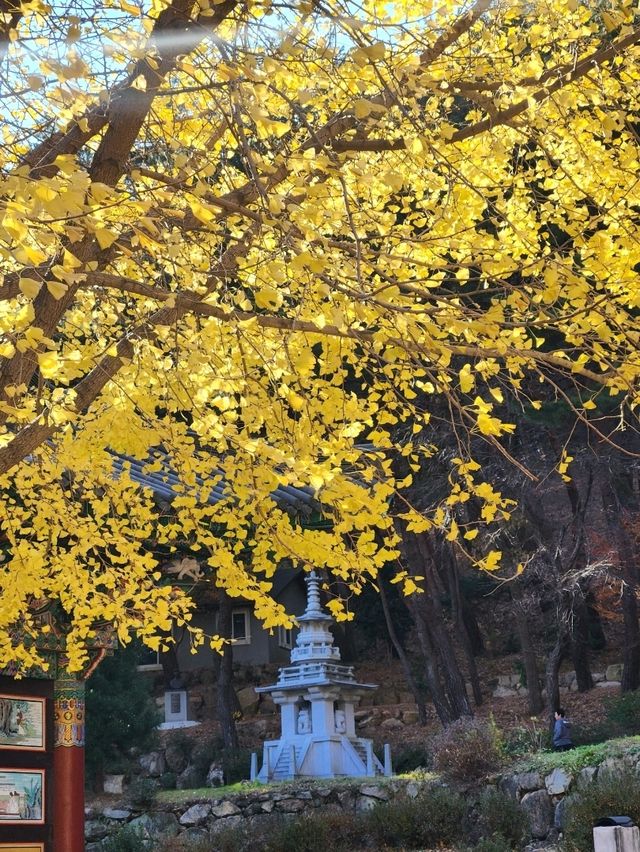 출렁다리 사진스팟과 오래된 은행나무가 유명한 반야암