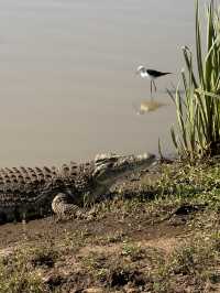 Unreal Safari Just Minutes from Nairobi Airport!
