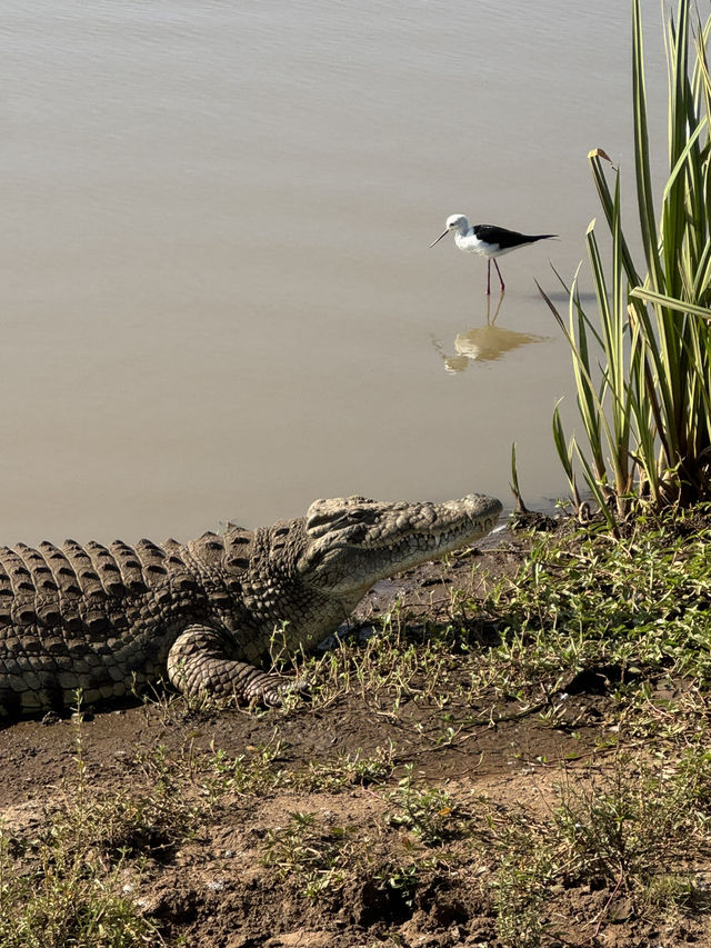 Unreal Safari Just Minutes from Nairobi Airport!