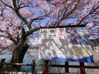 Sakura + Stillness, Rokudo no Tsutsumi Is Peak