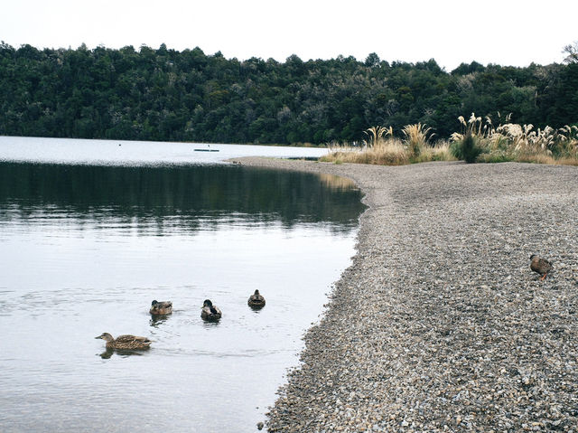ขับรถเที่ยวเกาะใต้นิวซีแลนด์ - Nelson Lake