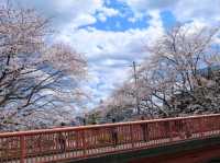 A Cherry Blossom Stroll You’ll Love