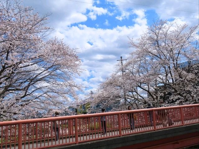 A Cherry Blossom Stroll You’ll Love