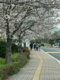 Ulsan in Bloom: A Coastal Cherry Blossom Escape