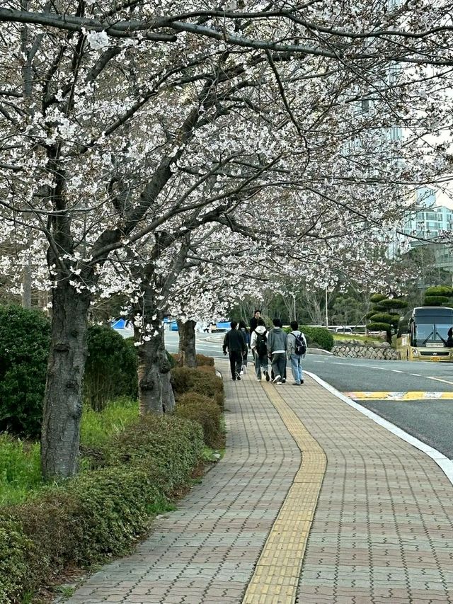 Ulsan in Bloom: A Coastal Cherry Blossom Escape