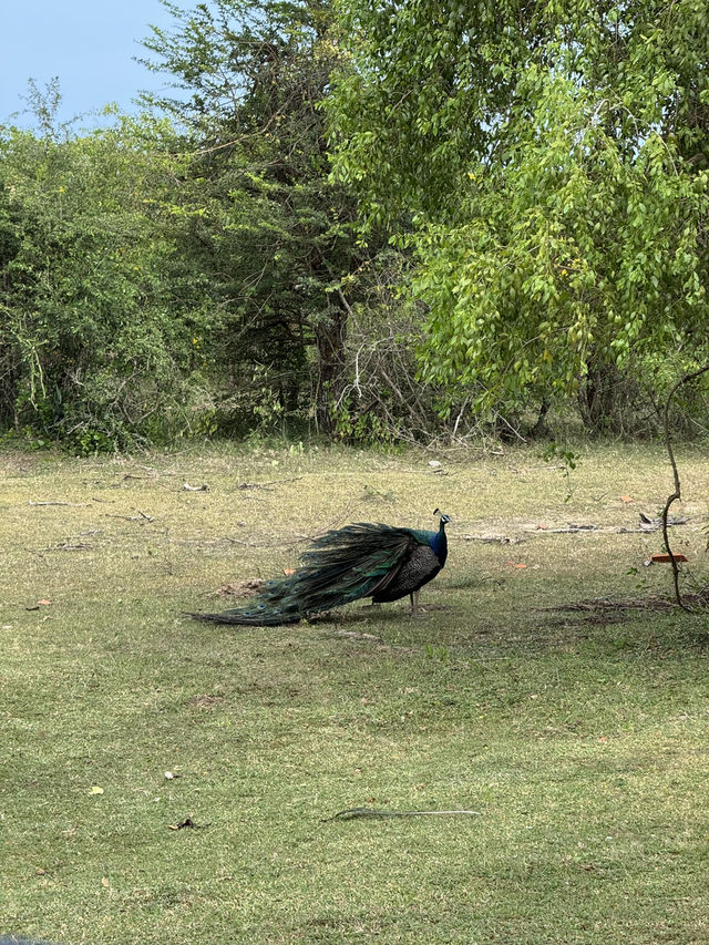 2 Days in Badulla – A Journey Through Nature and Culture