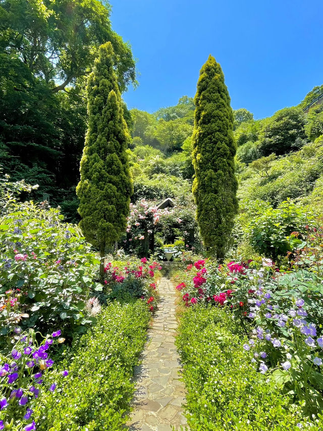 【熱海】今が見ごろ🌹✨ 熱海の絶景バラ園で癒されよう💘