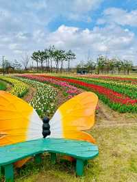 Pyeongtaek in Bloom: A Tranquil Cherry Blossom Retreat