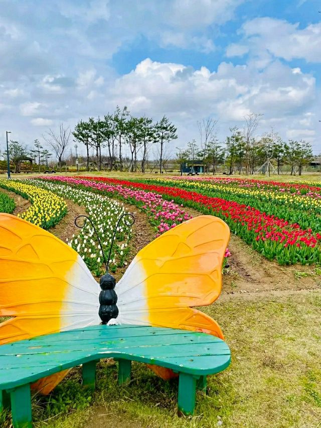 Pyeongtaek in Bloom: A Tranquil Cherry Blossom Retreat
