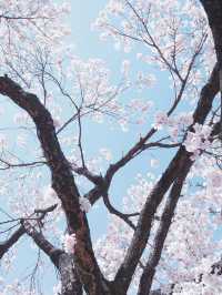 東京高速巴士直達仙台賞櫻