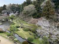 🌸【雨中偕樂園．櫻花靜賞漫旅】探訪日本三大名園之一｜水戶最值得造訪的春日秘境