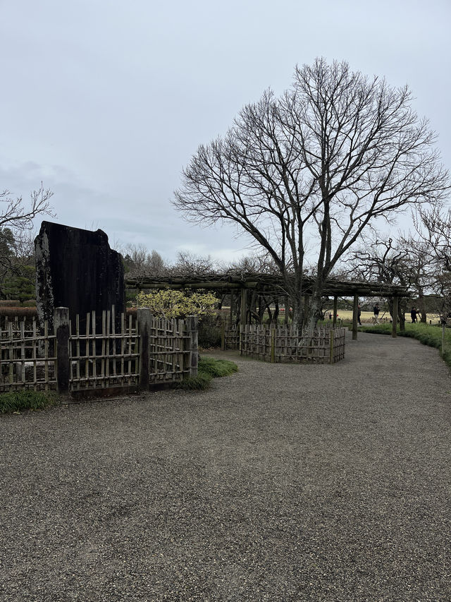 🌸【雨中偕樂園．櫻花靜賞漫旅】探訪日本三大名園之一｜水戶最值得造訪的春日秘境