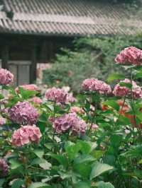 Hasedera Temple – Kamakura
