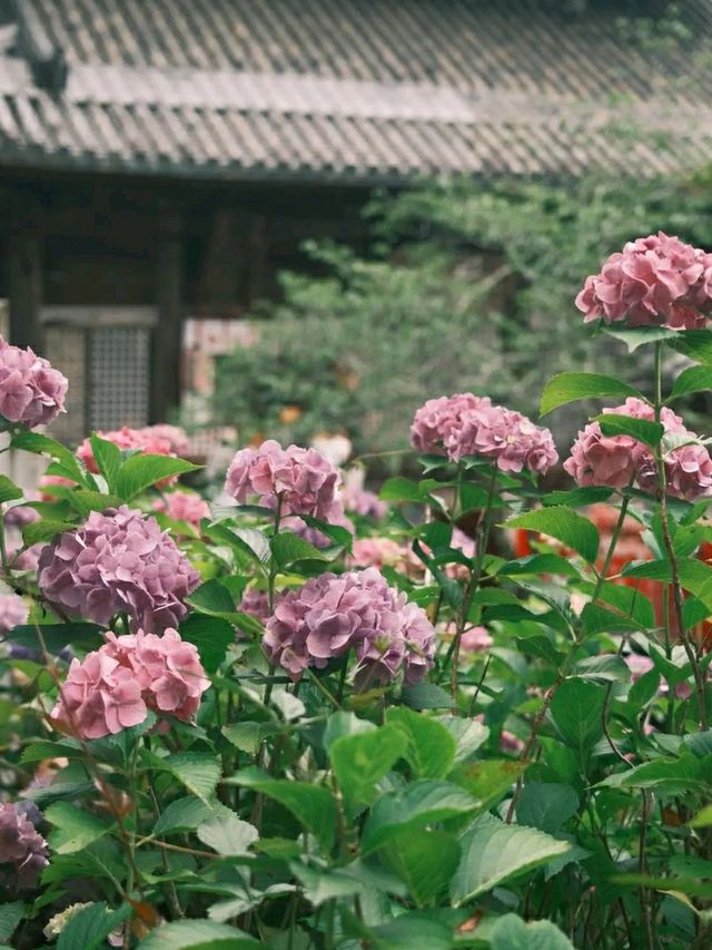 Hasedera Temple – Kamakura