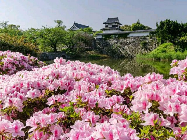 Maizuru Castle Park – A Serene Historical Escape in Kofu