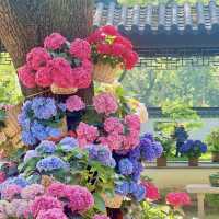 ～繡球花下～東莞人民公園～