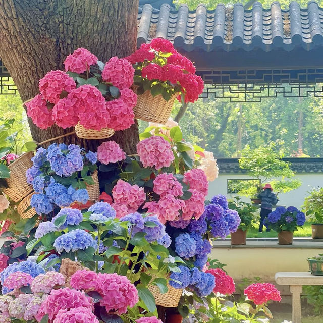 ～繡球花下～東莞人民公園～